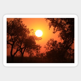 Blaze Orange Kansas Sunset with Tree silhouette's Sticker